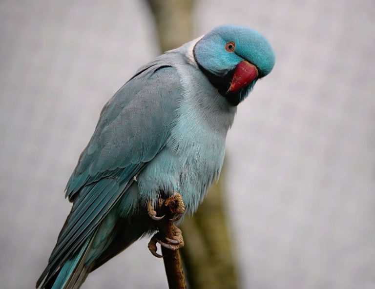bird, parrot, parakeet-7612183.jpg